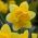 Narcissus Dick Wilden - narcis Dick Wilden - 5 květinové cibule