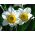 Narcissus - Flower Record - pacchetto di 5 pezzi