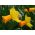 Narcissus Jetfire - Daffodil Jetfire - 5 bulbs