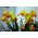 Narcissus Jetfire - Daffodil Jetfire - 5 bulbs