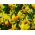 Narcissus Jetfire - Daffodil Jetfire - 5 bulbs