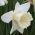 Narcis - Mount Hood - pakket van 5 stuks - Narcissus