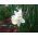 Narcis - Mount Hood - pakket van 5 stuks - Narcissus