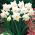 Narcis - Mount Hood - pakket van 5 stuks - Narcissus
