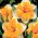 Narcises - Orangery - 5 gab. Iepakojums - Narcissus