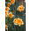 Narcises - Orangery - 5 gab. Iepakojums - Narcissus