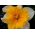 Narcises - Orangery - 5 gab. Iepakojums - Narcissus