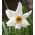 Narcissläktet - Recurvus - paket med 5 stycken - Narcissus