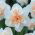 Narcissus Replete - Daffodil Replete - 5 bulbs
