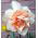 Narcissus Replete - Daffodil Replete - 5 bulbs