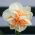 Narcissus Replete - Daffodil Replete - 5 bulbs