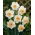 Narcissläktet - Salome - paket med 5 stycken - Narcissus