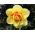 Narcissus Tahiti - Narzisse Tahiti - 5 Zwiebeln