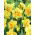 Narcissus Tahiti - Narzisse Tahiti - 5 Zwiebeln