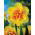 Narcissus Tahiti - Narzisse Tahiti - 5 Zwiebeln