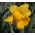 Narcissus Unsurpassable - Daffodil Unsurpassable - 5 bulbs