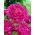 Paeonia - Karl Rosenfield