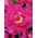 Paeonia - Karl Rosenfield