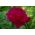 Paeonia, Peony Madame Gaaudichau