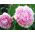 Paeonia, bujorul Sarah Bernhardt - bulb / tuber / rădăcină