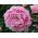 Paeonia, bujorul Sarah Bernhardt - bulb / tuber / rădăcină