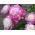 Pionsläktet - Bowl of Beauty - Paeonia