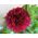 Paeonia, Bujor Felix Crouse - bulb / tuber / rădăcină