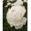 Peonijas - Shirley Temple - Paeonia