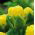 Tulipa Beauty din Apeldorn - Tulip Beauty de Apeldorn - 5 bulbi - Tulipa Beauty of Apeldorn