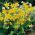 Pagoda Erythronium - Pagoda Gigi Anjing - 2 lampu