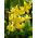 Pagoda Erythronium - Pagoda Gigi Anjing - 2 lampu