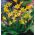Pagoda Erythronium - Pagoda Gigi Anjing - 2 lampu