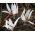 Erythronium fulgi de zăpadă - dinți de câini de zăpadă fulgi - bulb / tuber / rădăcină