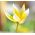 Tulipano Botanico - Miscela di colori - Tulipa - Mini fioriture, maxi effetto - Bulbi - 5 pz