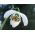 Galanthus nivalis flore pleno – Kleines Schneeglöckchen flore pleno, Gewöhnliches Schneeglöckchen - 3 Zwiebeln