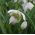 Galanthus nivalis flore pleno – Kleines Schneeglöckchen flore pleno, Gewöhnliches Schneeglöckchen - 3 Zwiebeln