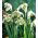 Galanthus nivalis flore pleno – Kleines Schneeglöckchen flore pleno, Gewöhnliches Schneeglöckchen - 3 Zwiebeln