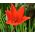 Tulipano Botanico - Miscela di colori - Tulipa - Mini fioriture, maxi effetto - Bulbi - 5 pz