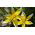 Tulipano Botanico - Miscela di colori - Tulipa - Mini fioriture, maxi effetto - Bulbi - 5 pz