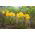 Sternbergia – Herbst-Goldbecher, Goldkrokus, Winternarzisse, Gewitterblume 