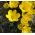 Sternbergia – Herbst-Goldbecher, Goldkrokus, Winternarzisse, Gewitterblume 
