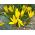 Sternbergia – Herbst-Goldbecher, Goldkrokus, Winternarzisse, Gewitterblume 