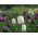 Almindelig vibeæg - pakke med 5 stk - Fritillaria Meleargis