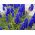 Muscari - Armeniacum - paquete de 10 piezas