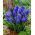 Muscari - Armeniacum - paquete de 10 piezas