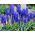 Muscari - Armeniacum - paquete de 10 piezas