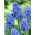 Muscari Blue Spike - Grape Hyacinth Blue Spike - 10 bulbs