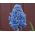 Muscari Blue Spike - Grape Hyacinth Blue Spike - 10 bulbs