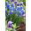 Muscari Mount Hood - Grape Hyacinth Mount Hood - 5 bulbs