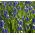 Muscari Mount Hood - Grape Hyacinth Mount Hood - 5 bulbs